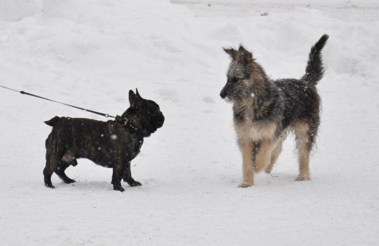 Про відповідальність власників собак на території населених пунктів Гірської сільської ради