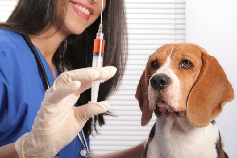 Вакцинація домашніх тварин від сказу