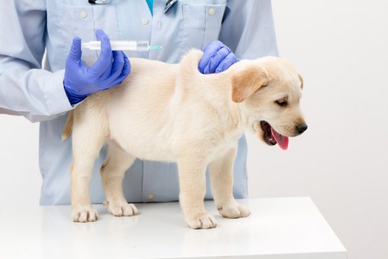 У Мартусівці 19 жовтня буде проводитись вакцинація домашніх тварин від сказу