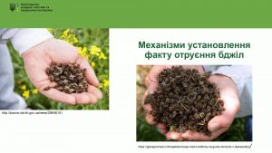 Міністерство аграрної політики та продовольства України розробили заходи профілактики отруєння бджіл