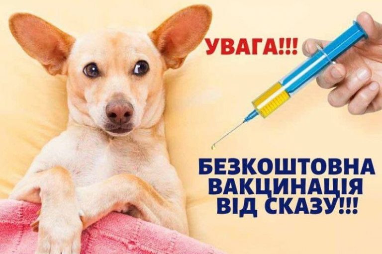 20, 22, 24 вересня в селах Гірської громади буде проводитись безкоштовна вакцинація котів та собак від сказу