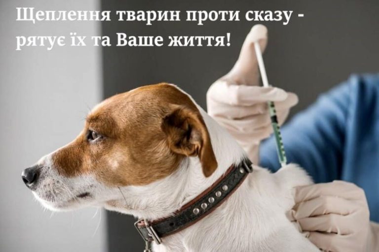 Безкоштовне щеплення котів і собак від сказу, видача вакцини від хвороби Ньюкасла