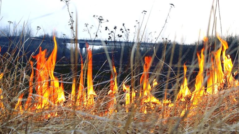 Бориспільське РУ ГУ ДСНС України в Київській області повідомляє, що з настанням літнього періоду збільшується кількість пожеж в природних екосистемах.