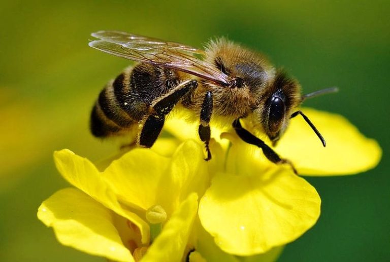 Увага бджолярам! Поля із соняшником оброблятимуть інсектицидом
