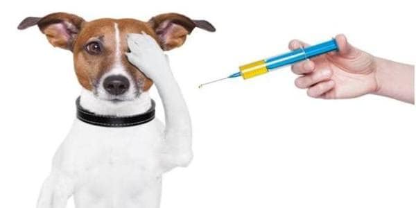 13, 14, 15 березня безкоштовна вакцинація котів та собак від сказу та видача вакцини для профілактики xвороби Ньюкасла