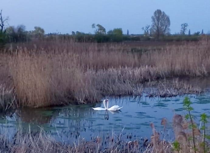 На озері у Затишному оселилась прекрасна пара білих лебедів