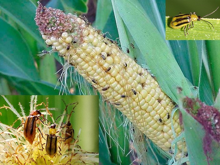 Західний кукурудзяний жук стає реальною загрозою для посівів кукурудзи в Україні
