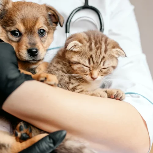 Результати безкоштовної вакцинації тварин від сказу у Гірській громаді