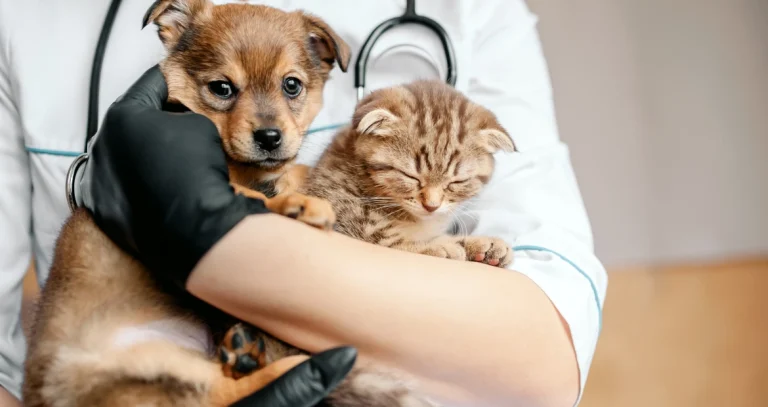 Результати безкоштовної вакцинації тварин від сказу у Гірській громаді