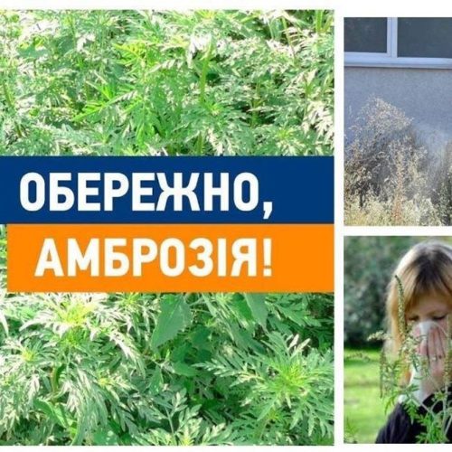 ОБЕРЕЖНО: АМБРОЗІЯ! Захистимо нашу громаду разом!