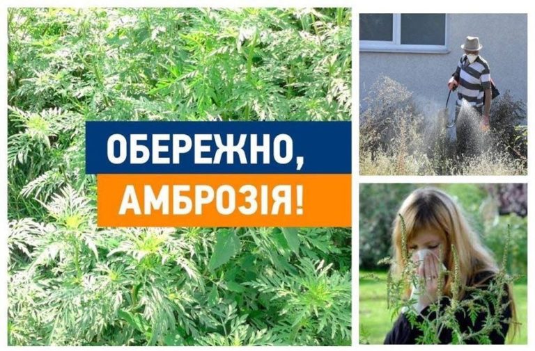 ОБЕРЕЖНО: АМБРОЗІЯ! Захистимо нашу громаду разом!