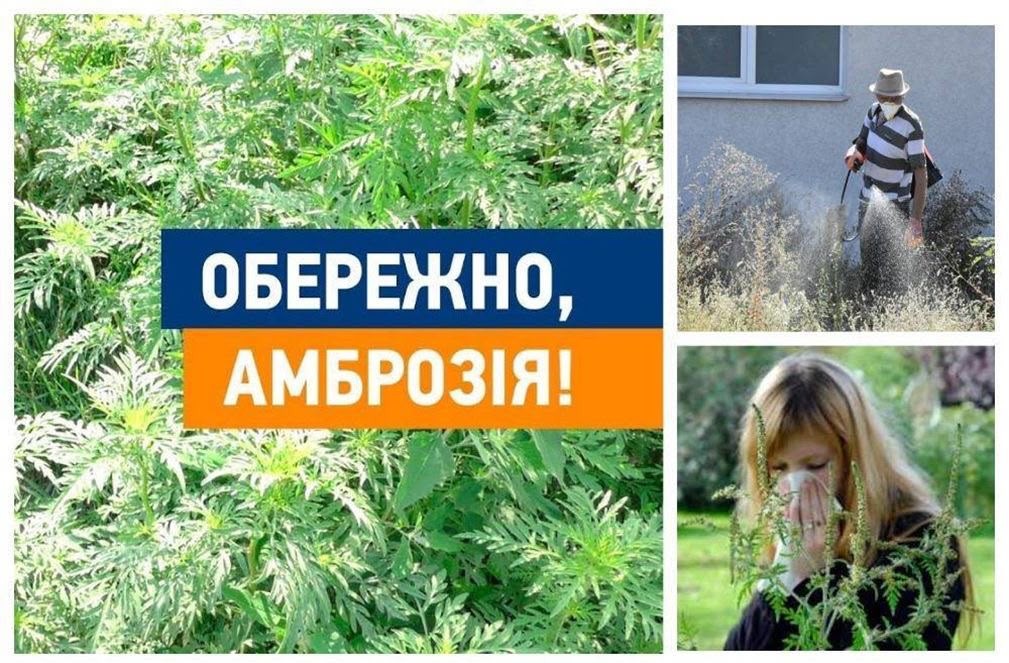 ОБЕРЕЖНО: АМБРОЗІЯ! Захистимо нашу громаду разом!